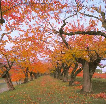 五稜郭公園の紅葉の写真