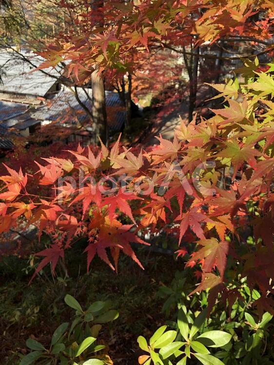 もみじ 紅葉,赤い,葉の写真素材