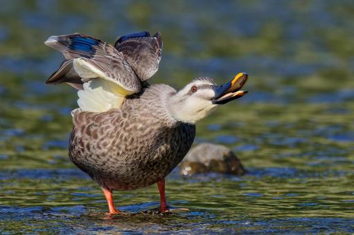 鳴くカルガモ カルガモ,夏留鴨,軽鴨の写真素材