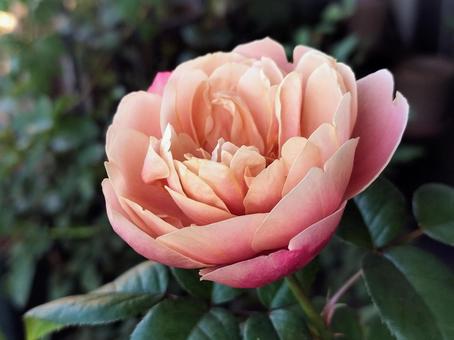 ベランダのバラ・ピンクビンテージ 薔薇,バラ,ピンクビンテージの写真素材