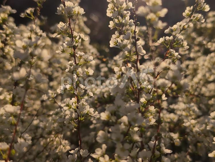 雪柳と夕日 ユキヤナギ,雪柳,植物の写真素材