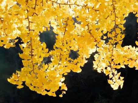 【紅葉写真】イチョウの黄葉 イチョウ,銀杏,黄葉の写真素材
