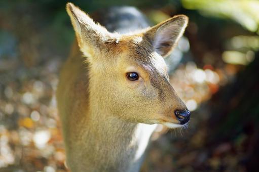 奈良公園 鹿81 奈良公園 鹿81の写真