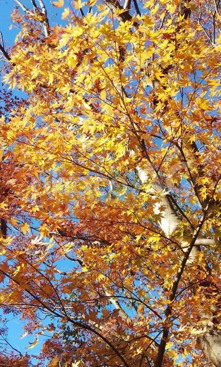 紅葉 紅葉,もみじ,あきの写真素材