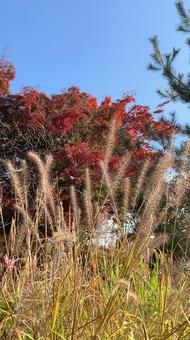 秋の野山 秋,青空,紅葉の写真素材