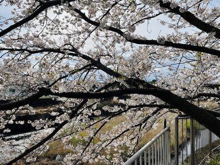 桜 桜の写真