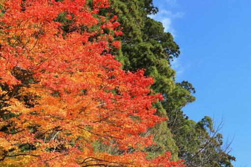 秋の紅葉-6 秋素材,秋晴れ,秋の写真素材