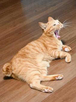 ねこの大あくび ねこの大あくび ねこ,あくび,くつろぐの写真素材