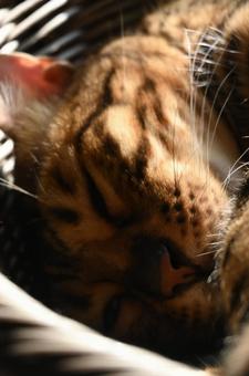 西日を浴びて寝る猫 ねこ,猫,ネコの写真素材