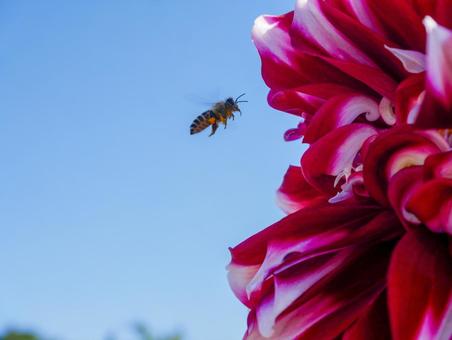 蜂とダリア 蜂とダリアの写真