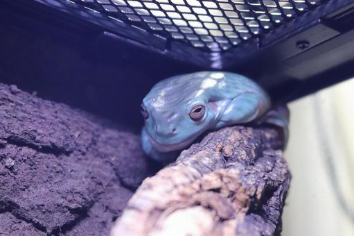 Photo, yea mega frog, a frog, frog, 
