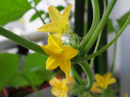 きゅうりの花 きゅうり,花,綺麗の写真素材