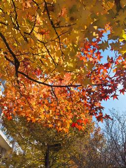 色鮮やかに紅葉したカエデ 秋,紅葉,風景の写真素材