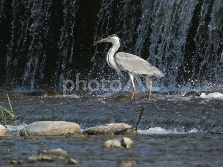 魚を呑み込んだアオサギ 鳥,野鳥,アオサギの写真素材