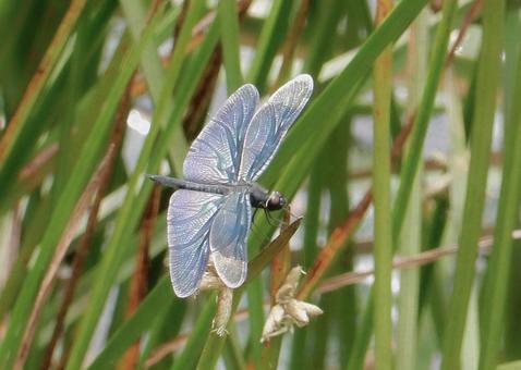 [Insect Photo] Butterfly Dragonfly, JPG