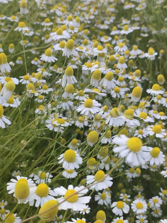 カモミール カモミール,花畑,植物の写真素材