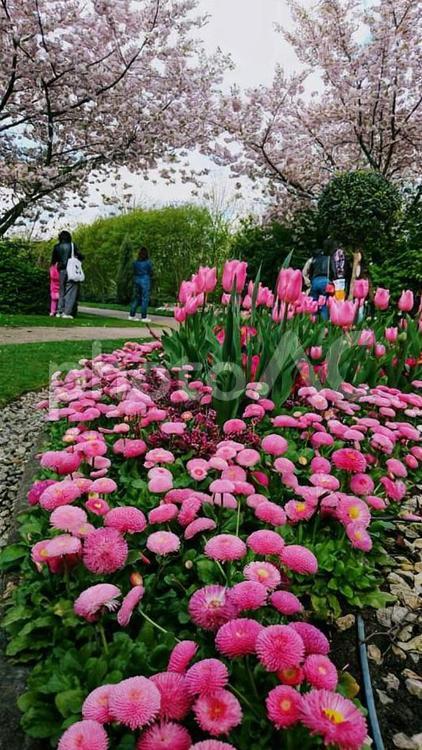 イギリスの公園の花壇の花と桜の花と家族　春 ヨーロッパ,イギリス,公園の写真素材