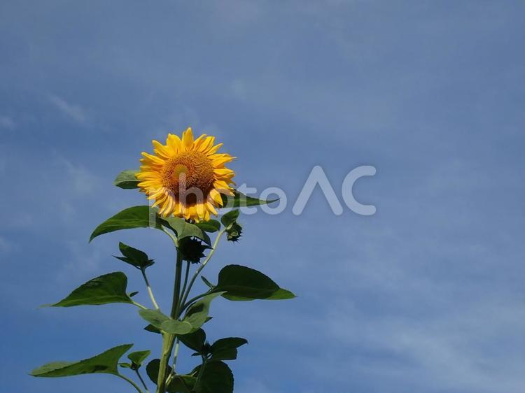 ひまわりのイメージ ヒマワリ,花,植物の写真素材