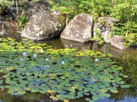 白いスイレンが浮かぶ静かな池 スイレン,睡蓮,白い花の写真素材