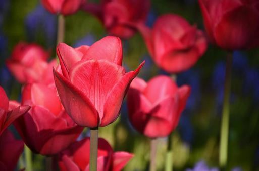Pink tulips ④, JPG Pink tulips ④, JPG