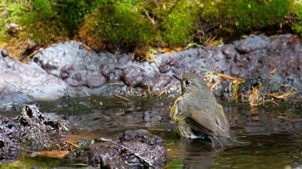 A female Blue-and-white flycatcher bathing, JPG