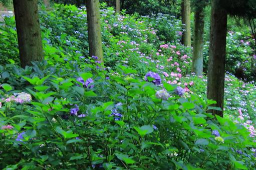 Hydrangea blooming in the woods-3, JPG Hydrangea blooming in the woods-3, JPG