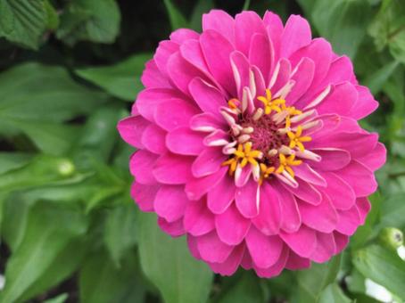 百日草 ジニア Zinnia 百日草 ジニア Zinniaの写真