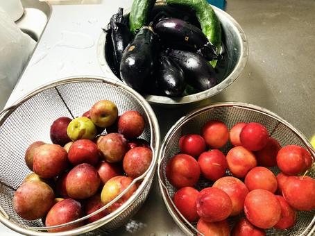 すもも 季節の果物 すもも 季節の果物の写真