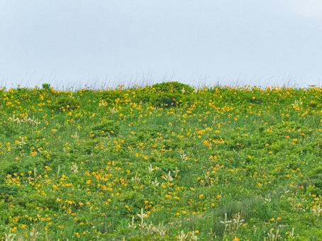 ニッコウキスゲの咲く丘で flower,きれい,オレンジ色の写真素材