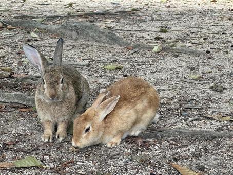 エサを待つうさぎ2匹 エサを待つうさぎ2匹 うさぎ,ペット,ミニウサギの写真素材