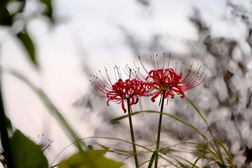 幻想的な玉ボケに浮かぶ二輪の赤い彼岸花 幻想的な玉ボケに浮かぶ二輪の赤い彼岸花 彼岸花,曼珠沙華,花の写真素材