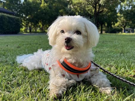 マルチーズの散歩 マルチーズの散歩 犬,マルチーズ,犬の散歩の写真素材