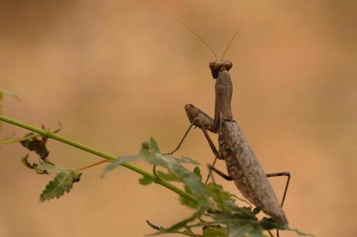 ハラビロカマキリ（茶色個体）の写真