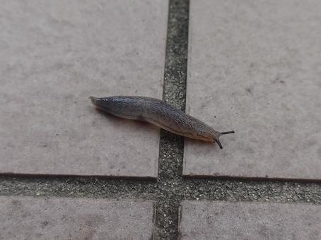 地を這うナメクジ 地を這うナメクジ ナメクジ,軟体動物,梅雨の写真素材