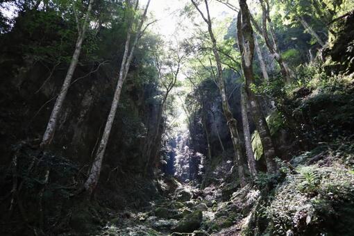 森林 森林の写真