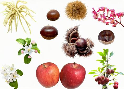 切り抜きPSD素材ー秋の実とその花 実,花,秋の写真素材