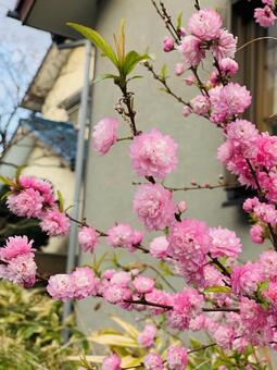花 花の写真