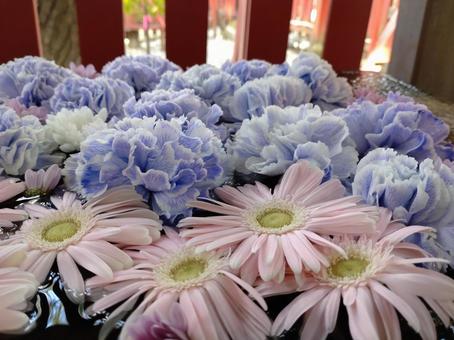 花 花 きれい,キレイ,鮮やかの写真素材