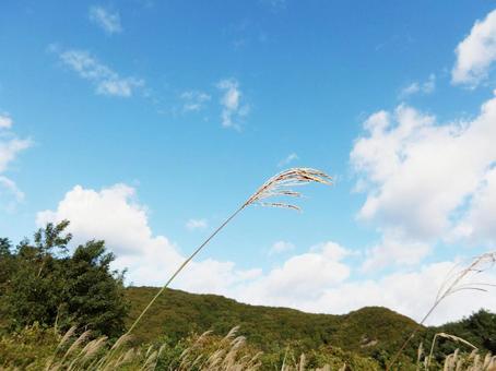 風になびく秋のすすきと青空 秋,すすき,青空の写真素材