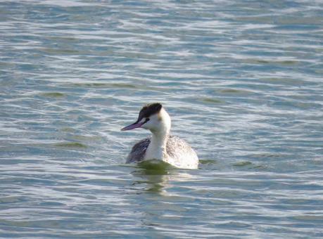 冬の湖を泳ぐカンムリカイツブリ 冬の湖を泳ぐカンムリカイツブリの写真