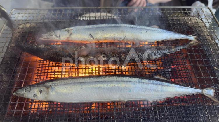 秋刀魚（さんま）を炭火で網焼き さんま,サンマ,秋刀魚の写真素材
