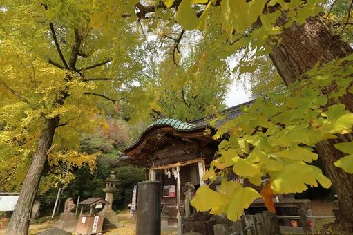 佐賀県みやき町「綾部八幡神社」の銀杏 綾部八幡神社,紅葉,銀杏の写真素材