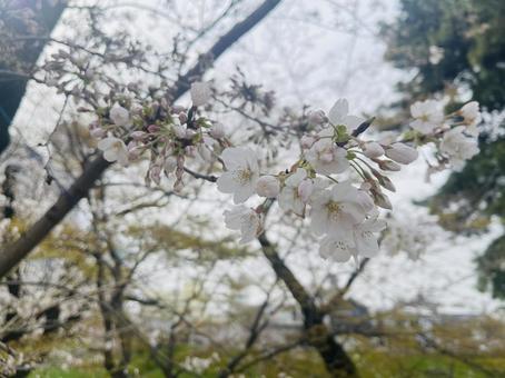 桜 サクラ,さくら,ソメイヨシノの写真素材