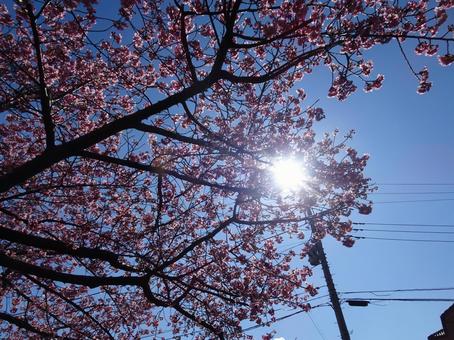 河津桜の公園-26 河津桜の公園-26 公園,河津桜,花びらの写真素材