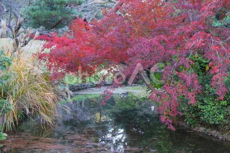 １１月下旬の栗林公園の日中の紅葉 背景,紅葉,きれいの写真素材