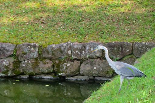 アオサギ アオサギ アオサギ,鳥,野鳥の写真素材