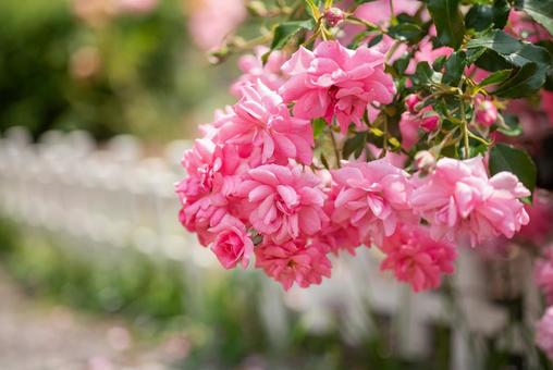 Early summer rose garden scenery 2, JPG Early summer rose garden scenery 2, JPG