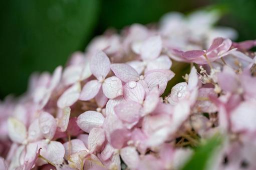 紫陽花 紫陽花の写真