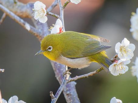 Plum blossoms and Japanese white-eye, JPG