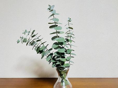 ユーカリ(銀世界) ユーカリ(銀世界) 植物,ユーカリ,シルバーリーフの写真素材